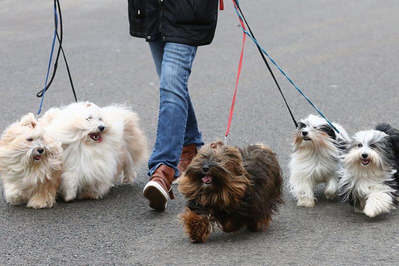 北京阿拉斯加犬多少钱一只(不同类型的狗狗的特点你都知道吗) - 价格