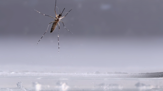 蜉蝣是什么动物，地球上会有“永生”的生物吗