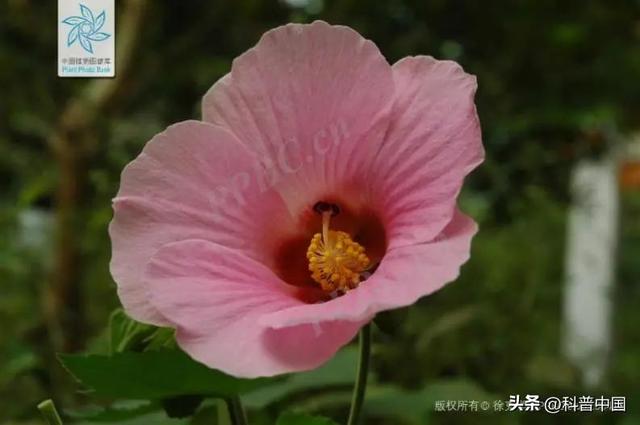 各个省份市花，这种花竟然会“变脸”