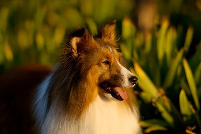 喜乐蒂牧羊犬价格，喜乐蒂牧羊犬的价格（这几点，不是人人都能接受的）