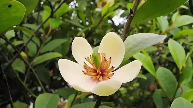 含笑花什么时候开花，分享图片——深山里（含笑花何时开花）