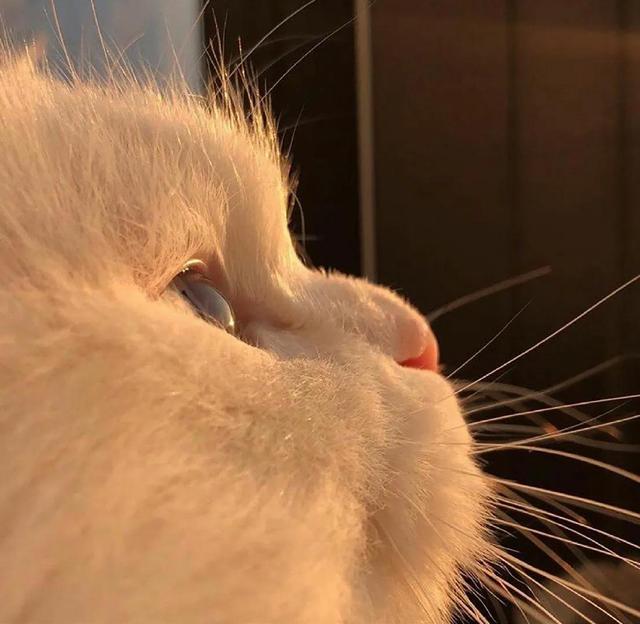 简单QQ头像微信，简单QQ头像（超级好看的可爱头像）