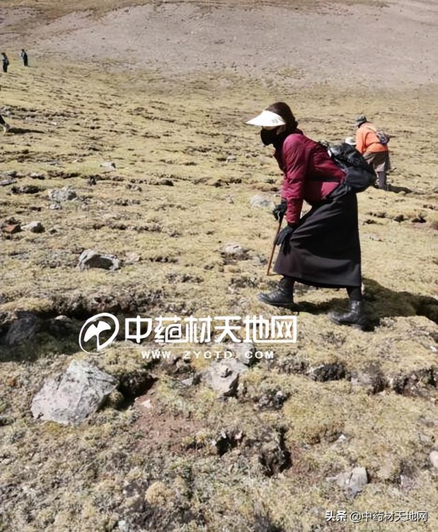 冬虫夏草1248，冬虫夏草烟盒里面1248啥意思（贵细单品：冬虫夏草产新中）