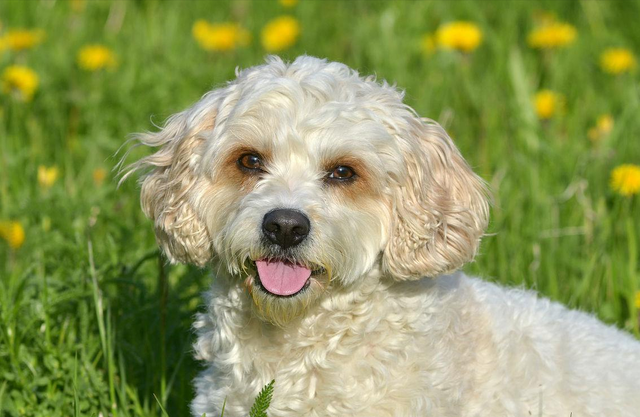 哈威那犬的性格特征，史宾格犬的特点和性格（原来“哈瓦那犬”的优点这么多）