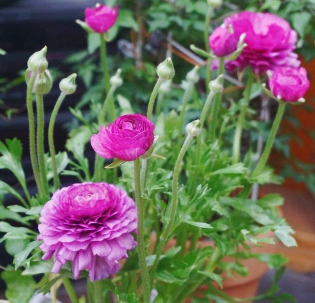 花毛茛，花儿像牡丹、一朵朵盛开、美丽娇艳（花毛茛好养活吗）