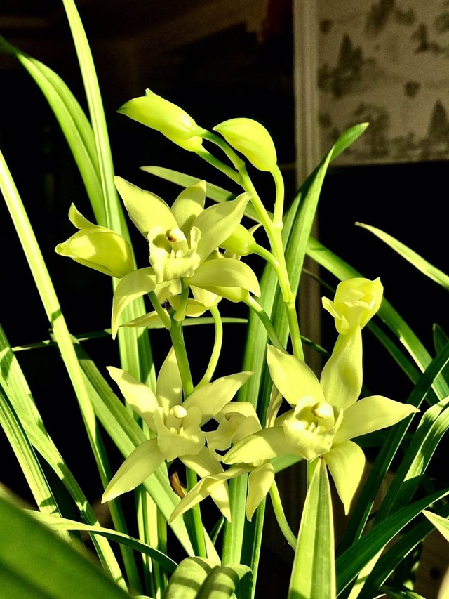 花中四君子是指什么，花中四君子指的是什么意思（高尚品格人人都爱学）