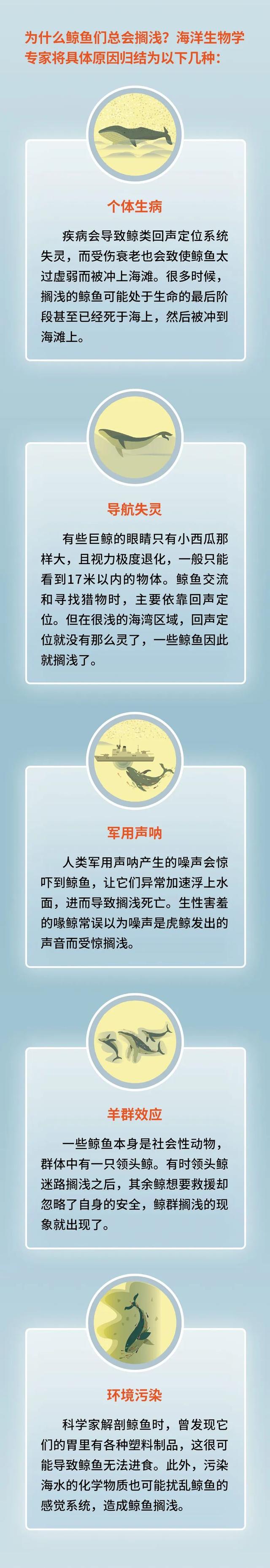 为什么鲸鱼会搁浅，为什么鲸鱼会搁浅英语（有“鲸”无险——鲸鱼搁浅背后发生了啥）