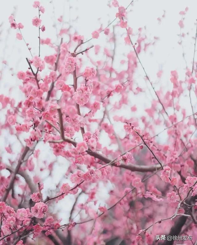 徐州春季旅游景点推荐，“花”点时间游徐州~