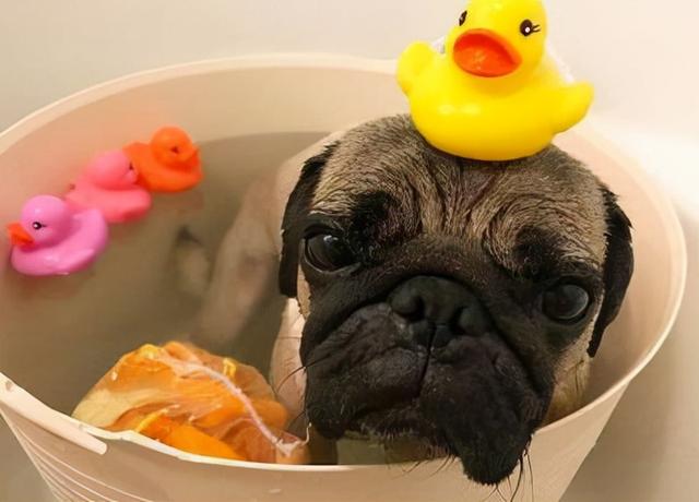 巴哥犬图片，巴哥犬为什么不建议养（博美犬图片）