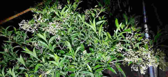 香水百合有毒吗，香水百合有毒吗 能放在卧室里吗（家有小孩请远离）