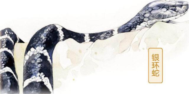 梦见蛇缠脚是什么意思，女人做梦梦到蛇缠脚是什么意思（男子睡梦中被银环蛇缠脚）