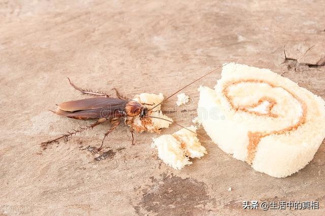 排名第一的灭蟑螂神器，实测这几种灭蟑产品