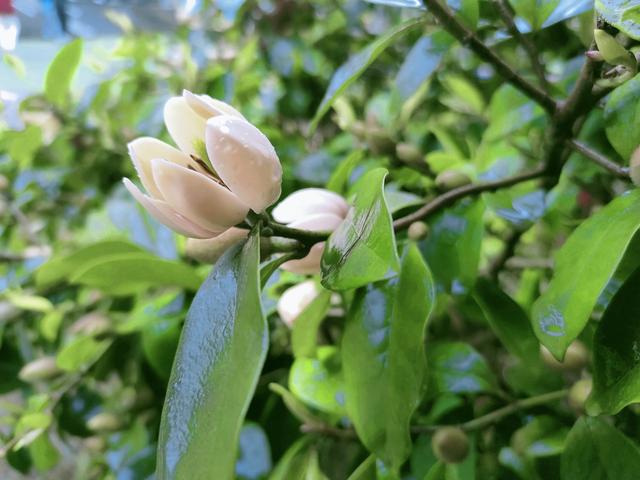 四月赏花的唯美句子，赏花的唯美句子说说（芳菲四月，寂静欢喜）