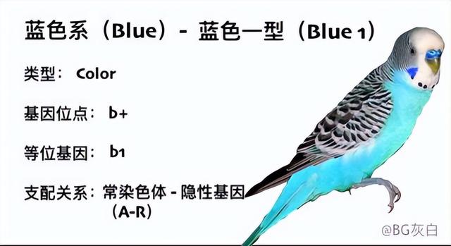 备注blue什么意思，备注blue是什么意思（蓝色系<Blue>）