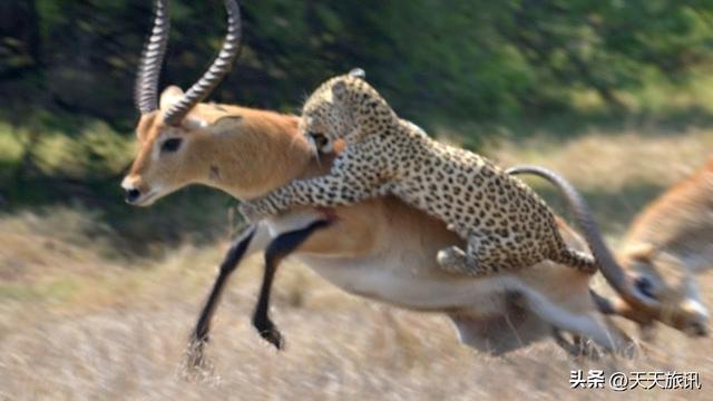 东非动物大迁徙，东非动物大迁徙的路线图（“生命的长征”东非野生动物大迁徙）