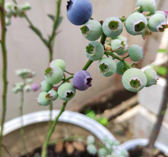 蓝莓种植技术，蓝莓种植技术和适宜气候条件（果子又大又多又美味）