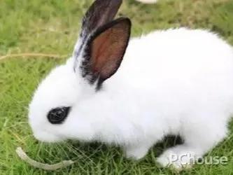 垂耳兔的饲养方法，适合当宠物养的小兔子（垂耳兔该怎么养）