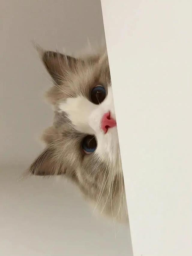 动物男头（你喜欢就好），微信头像，动物男头（你喜欢就好）（可爱头像‖很精致的小动物）