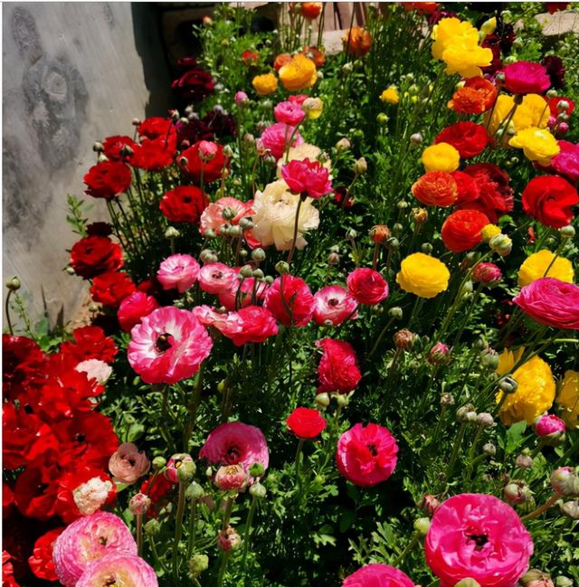 花毛茛如何种植，花毛茛怎么种（比月季还好看、好养）