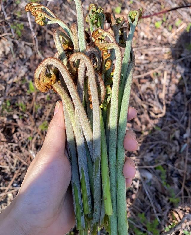 野菜的种类，野菜的种类名称及图片（120种野菜介绍）