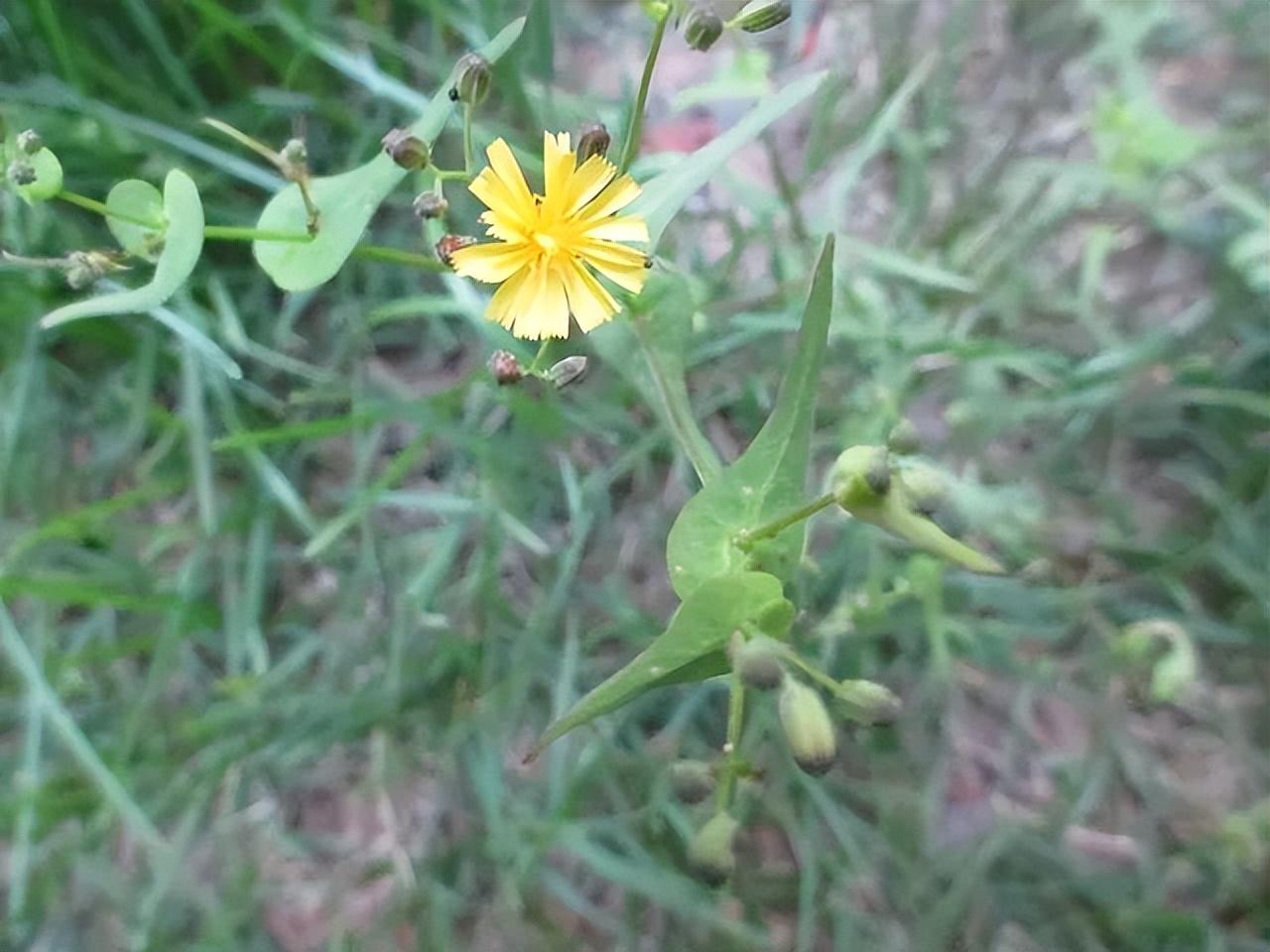 苦碟子和蒲公英的区别图片