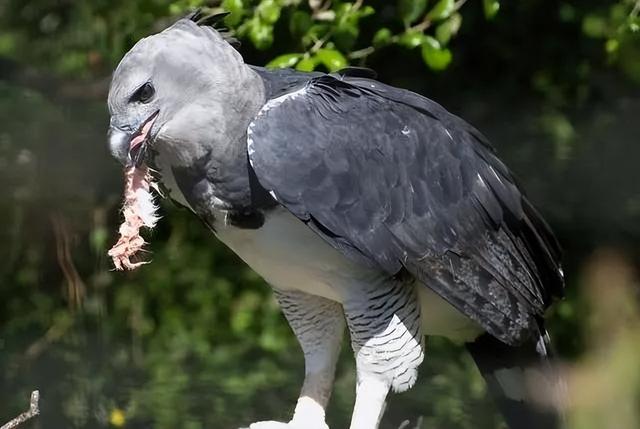 海母和水母区别，海母和水母图片大全（罕见的36张照片）
