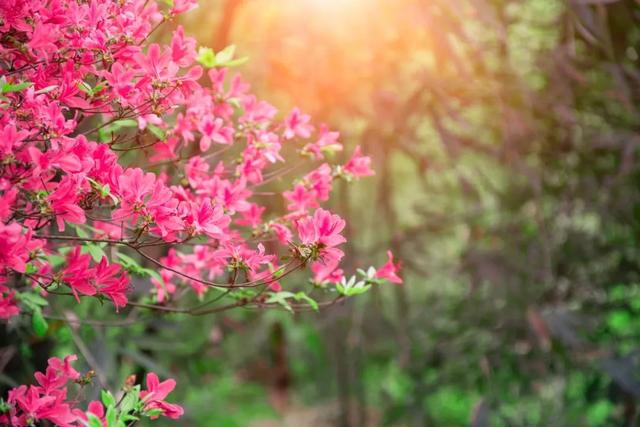 春天百花诗句大全，100句春花诗词