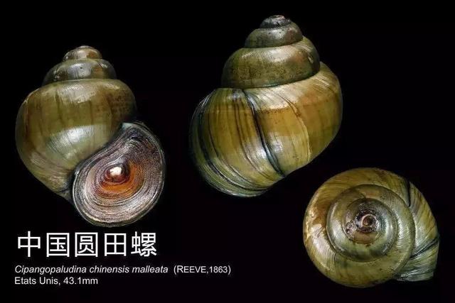 食用螺类大全，一个螺里6000条虫