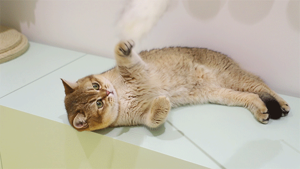 光猫是什么样子的图片，什么是光纤（金渐层的6大优点）