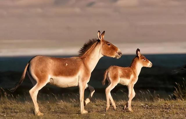 马属于什么类动物，马是属于兽类吗（马看上去处处比驴强）