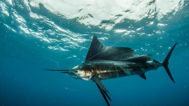 速度快的鸟，快鸟测速的介绍（世界上速度最快的动物）