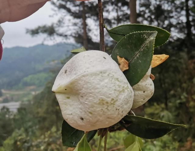 野菜的种类，野菜的种类名称及图片（120种野菜介绍）