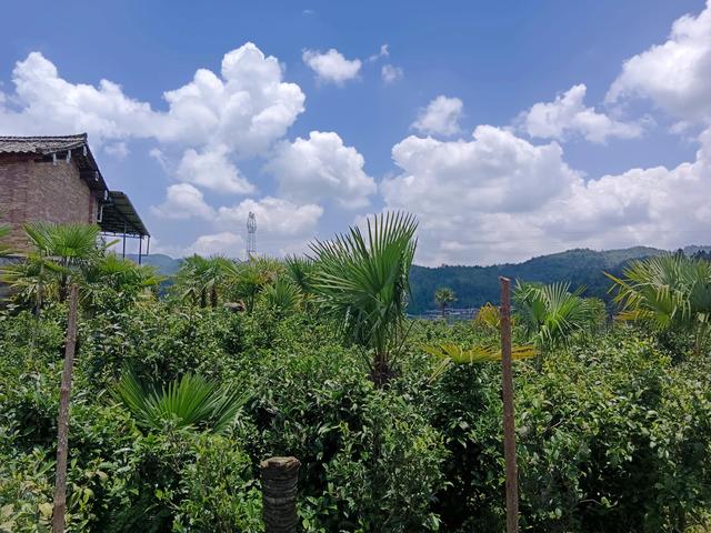 云南棕树的美食，茶马古道，情有独“棕”的美食