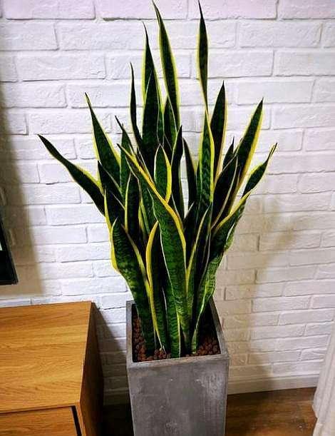 纯氧气能吸吗，纯氧气可以呼吸吗（建议养些“健康花”）