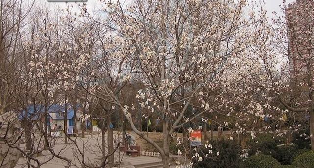 广玉兰（广玉兰花），在园林绿化中常见的几种玉兰花（玉兰花 广玉兰）