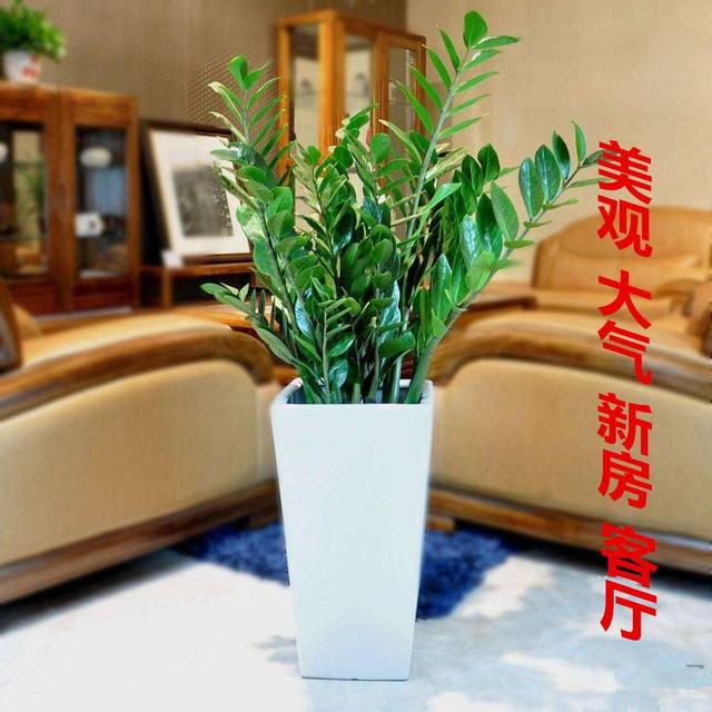 最适合客厅的十大植物，吉利又能吸“废气”