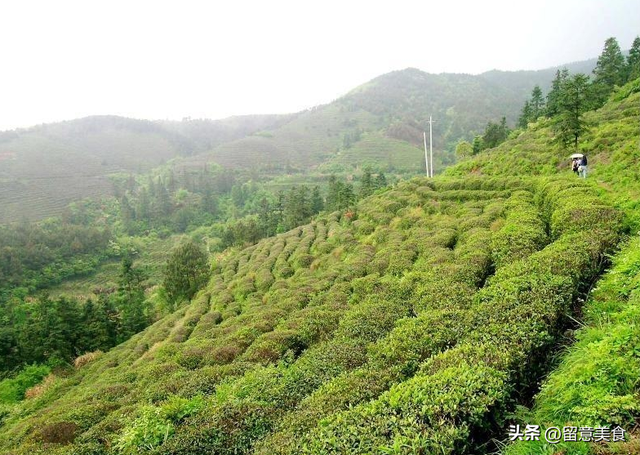 红茶保质期几年过期能用吗，茶叶超过保质期就会变质吗