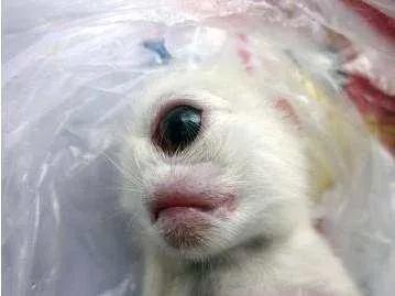 所有十大变异双头动物，独眼鲨……这些神奇的变异生物真的存在吗