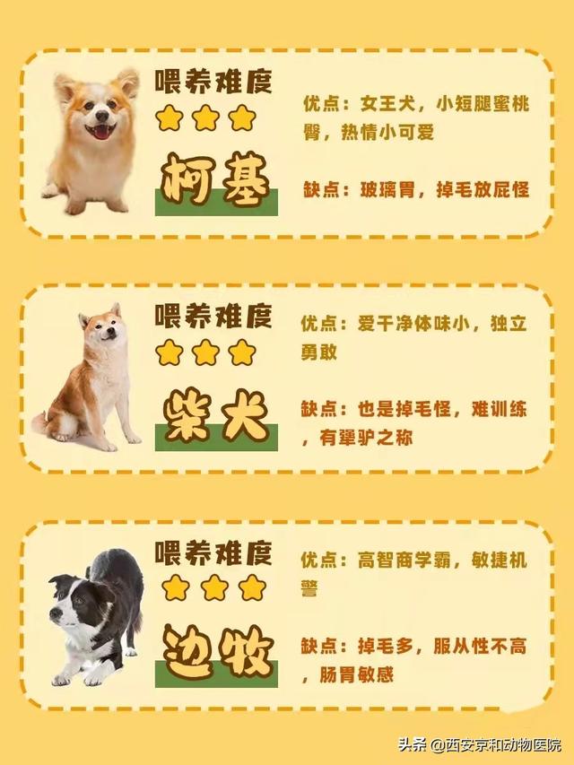狗的品种名大全，新手养狗课堂丨常见16种狗狗优缺点及喂养难度合集