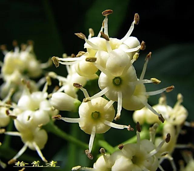 珊瑚树（珊瑚树开花，珊瑚树开花，似动漫画的枪战图（绿珊瑚开花）