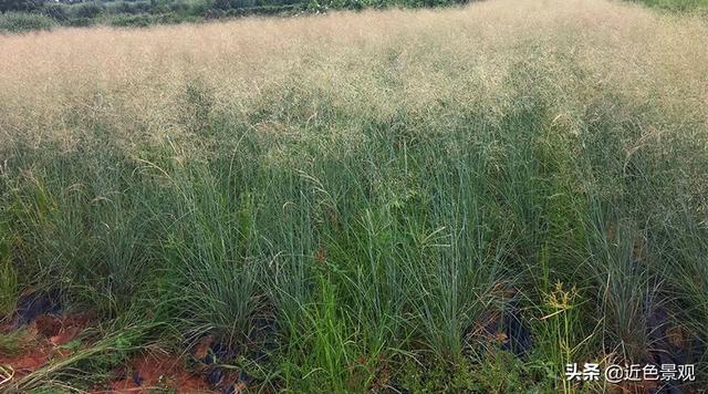 钝叶草（钝叶草），园林绿化中常见草坪植物种类（葎草叶片病害）