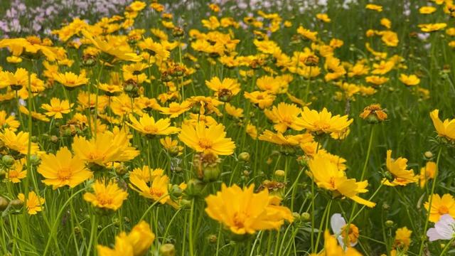 六月的菊花长啥样，一起去打卡西昌初夏美景