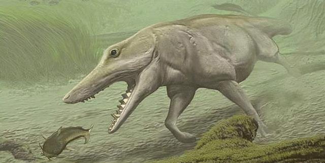 大雁和鹅的区别，大雁和鹅的区别是什么（鹅的真实面貌超出大家的想象）