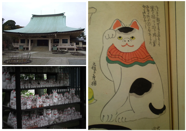 招财猫的饲养教程，招财猫养殖方法和注意事项（“招财猫”你用对了吗）