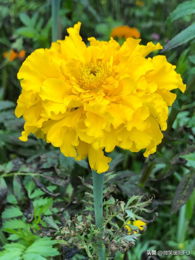 万寿菊花语是什么，万寿菊花语寓意（苍山中的万寿菊）