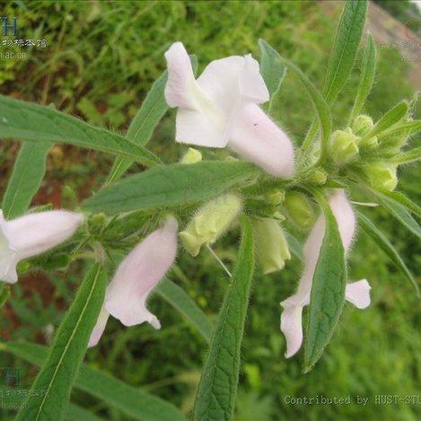 芝麻分多少算高，芝麻分信用极好得达到多少分（芝麻，油料作物里的佼佼者）