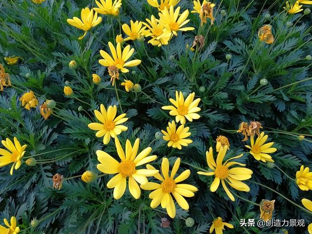 十种不同颜色的花，10种黄色系的庭院花卉