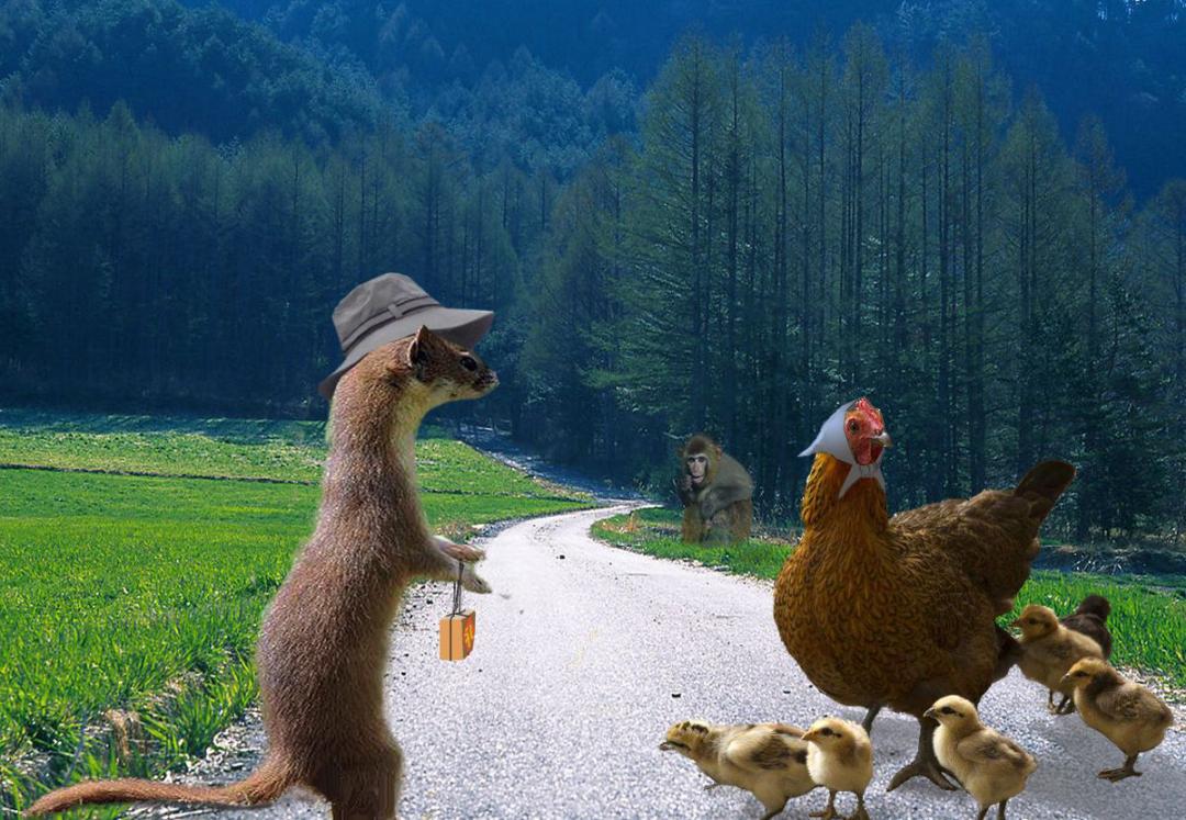 黄鼠狼的天敌(黄鼬报复性)插图(2)