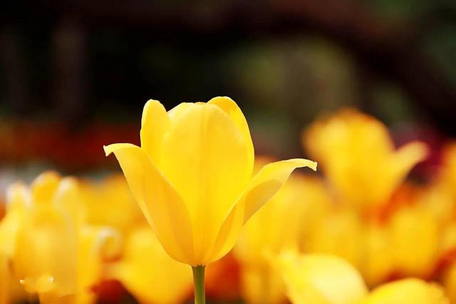白色郁金香花语，郁金香的花语和传说（世界花后郁金香）
