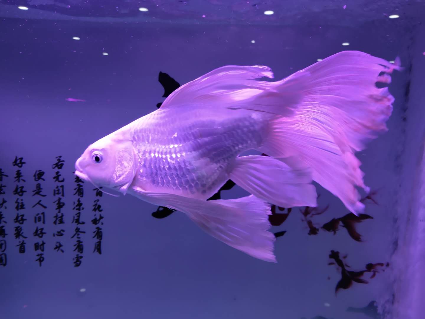 金鱼的品种虽然很多,诸如蝶尾,元宝狮,宫娥,兰寿等.